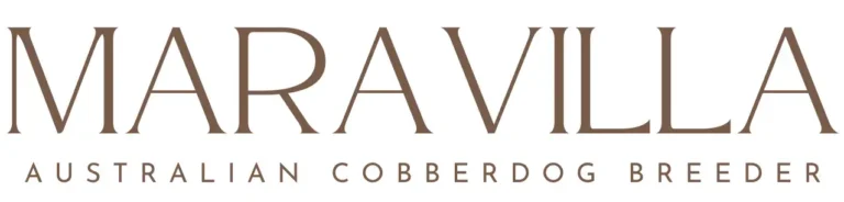 Labradoodle Maravilla